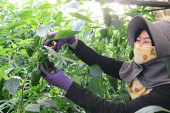 「あなたが初めての日本の友達」ピーマン農家の技能実習生と過ごした２日間