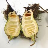 栃木県で「ドクゼリ」食中毒発生　山菜と誤認してみそ汁の具材に