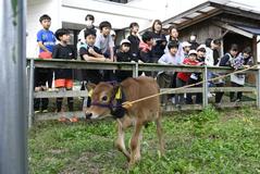 子牛 学びの森小“入学”