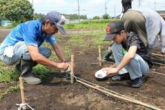 ヒマワリ1万株咲かせよう