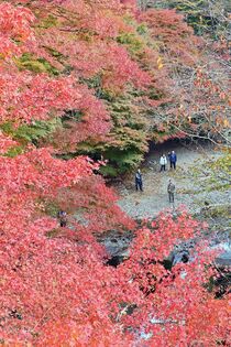 鹿沼・大芦渓谷で紅葉見頃