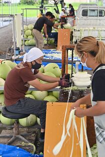 かんぴょう作り本格化