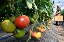 那珂川で春トマト収穫