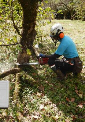 氷室地区の女性宅で柿の木を伐採する業者