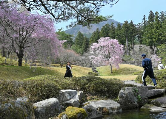 シダレザクラが見頃を迎えた古峯園
