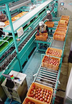 持ち込まれたトマトの出荷作業をする職員ら