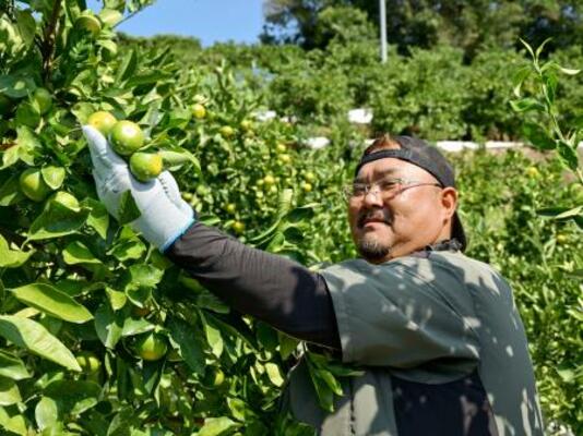 　和歌山県上富田町で「極早生ミカン」を収穫する前田純志さん＝１６日午前