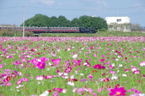 見頃を迎えたコスモスとＳＬ
