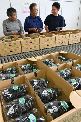 初出荷する巨峰の出来を確認する組合員