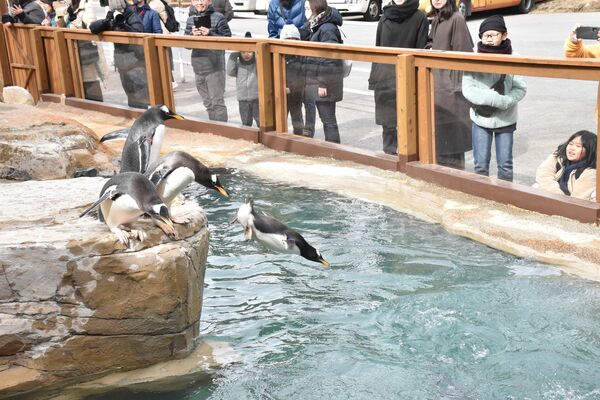 餌を求めて池に飛び込むジェンツーペンギン