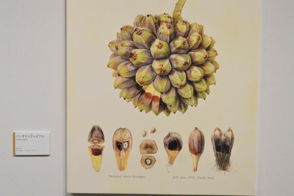 タコノキ属の果実を描いた主要な作品の一つ「パンダヌスドゥビアス」