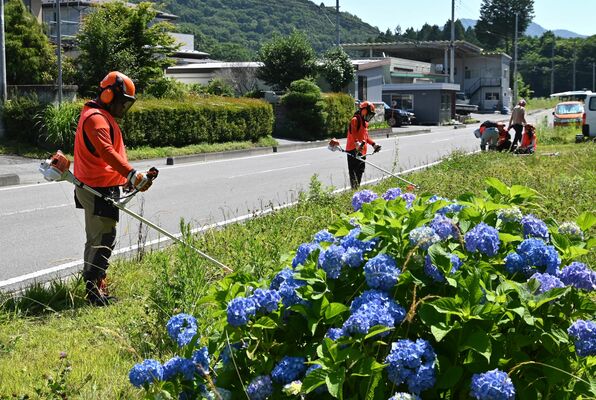 アジサイ植栽地で草刈りを行う学生