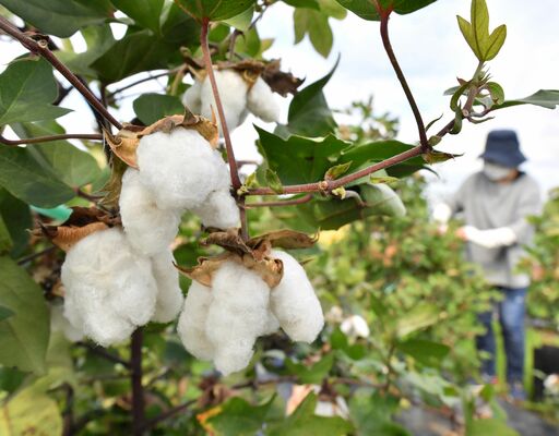 実がはじけ、収穫期を迎えた白い綿花＝27日午後２時５分、真岡市東沼