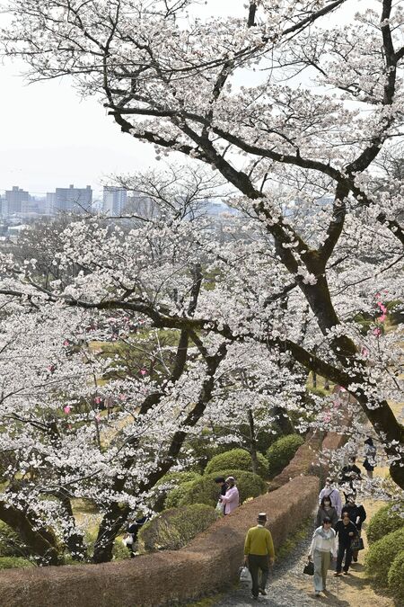 八幡山公園の桜と花見客＝８日午後