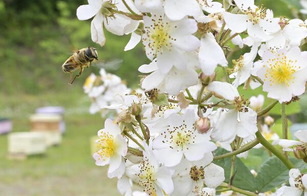 養蜂場のノイバラやエゴノキなどを飛び回るミツバチ＝24日午前11時、那須町稲沢