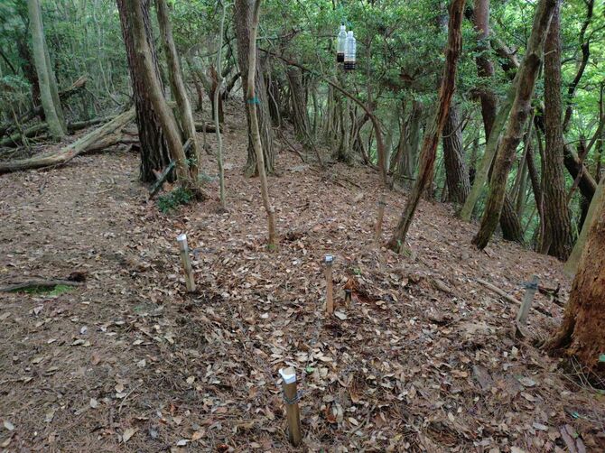 京都府が木津川市の山中に設置したヘアトラップ。蜂蜜と赤ワインを混ぜたものを吊るし、クマの毛が採取できるよう有刺鉄線を仕掛けた（府提供）
