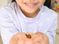 宇都宮でハラグロオオテントウ初確認　発見したのは小学１年生　博物館に寄…