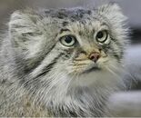 前日は餌完食してたのに…　マヌルネコの雌「ポリー」死ぬ　那須どうぶつ王国