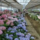 独自開発のアジサイ展示　鮮やか千株咲き誇る　小山・みつる植物研究所が3…