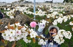 ナシの授粉作業ピーク　宇都宮の生産農家　純白の花満開【動画】