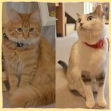 塩原温泉宿の元保護猫コンビがＷ受賞！　じゃらん、楽天「看板猫ランキング」席巻　記者も会いに行ってきました