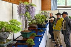 愛好家２０人の盆栽７５点展示