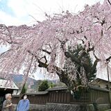 枝垂れて満開、門前桜　日光で回遊イベント