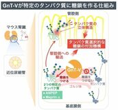 糖鎖合成酵素がタンパク質を選ぶ仕組みを解明