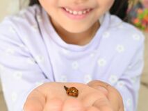宇都宮でハラグロオオテントウ初確認　発見したのは小学１年生　博物館に寄贈「役立てて…