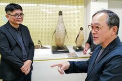 台湾で南極のペンギン剥製と対面