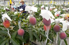 那珂川でマンゴー収穫最盛期