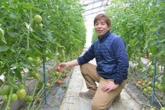 ＜116＞しもつけのブランドトマト　食卓彩る太陽の恵み　栄養満点、多彩な調理法