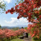 彩り増すヤマツツジ　矢板・長峰公園で間もなく見頃