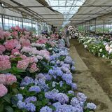 独自開発のアジサイ展示　鮮やか千株咲き誇る　小山・みつる植物研究所が30日まで