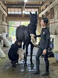 文化財で暮らす馬や銘菓