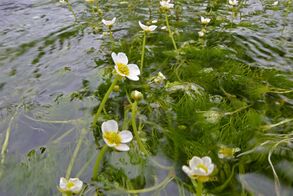 清流の水面彩る白い花　宇都宮でバイカモ…