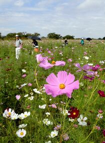 コスモス色とりどり