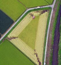 早くも稲刈り　大田原