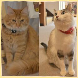 塩原温泉宿の元保護猫コンビがＷ受賞！　じゃらん、楽天「看板猫ランキング」席巻　記者も会いに行ってきました