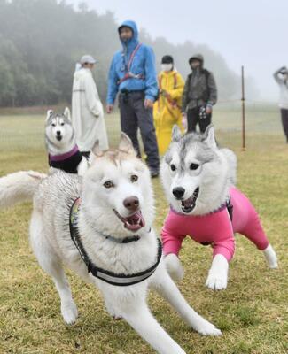 ゲレンデに設置されたドッグランを走り回る犬たち