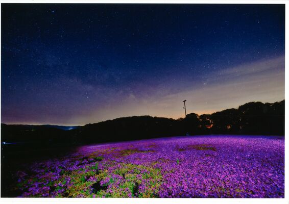 最優秀賞に選ばれた小川さんの「星降る芝ざくら公園」