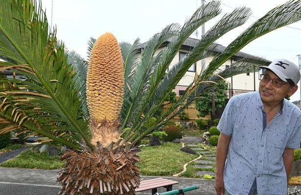 田村さんの庭で初めて咲いたソテツの雄花