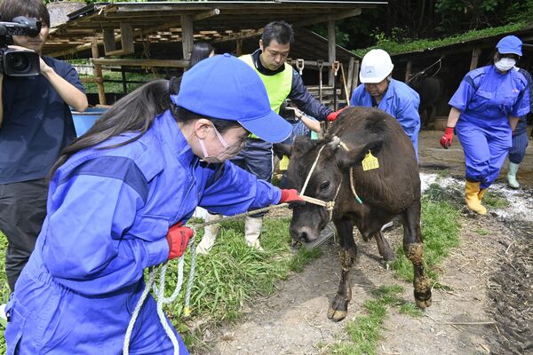 飼育農家から牛を避難させる生徒ら