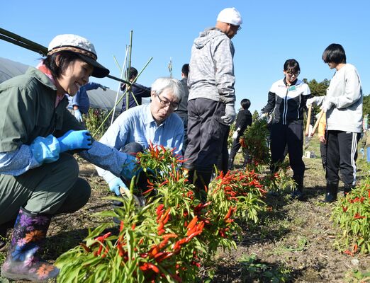 トウガラシ収穫を体験する参加者