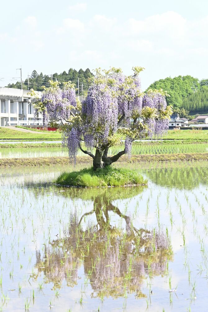 見頃を迎えた１本フジ