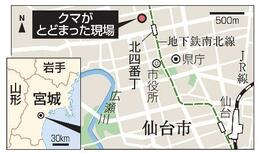 仙台中心部のクマ、麻酔銃で駆除