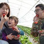 茂木でイチゴ狩り始まる　観光イチゴ園「美土里農園」　ルビーのような大粒…