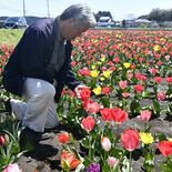 さくらの県道沿いでチューリップ見頃　休耕田1000平方メートル、色鮮や…