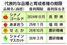 新品種、出願時から保護