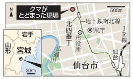 仙台中心部のクマ、麻酔銃で駆除